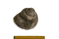 F 01883
<br/>
<br/>
<em></em>